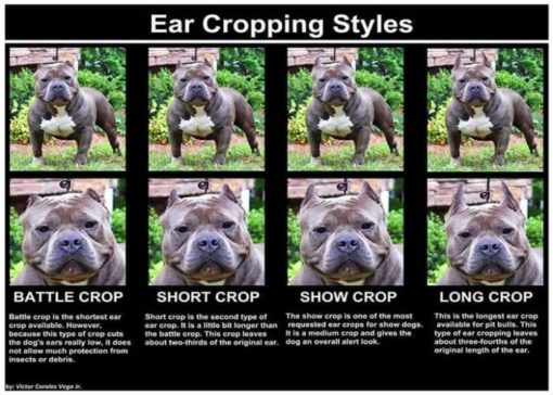 Ear Cropping Styles
